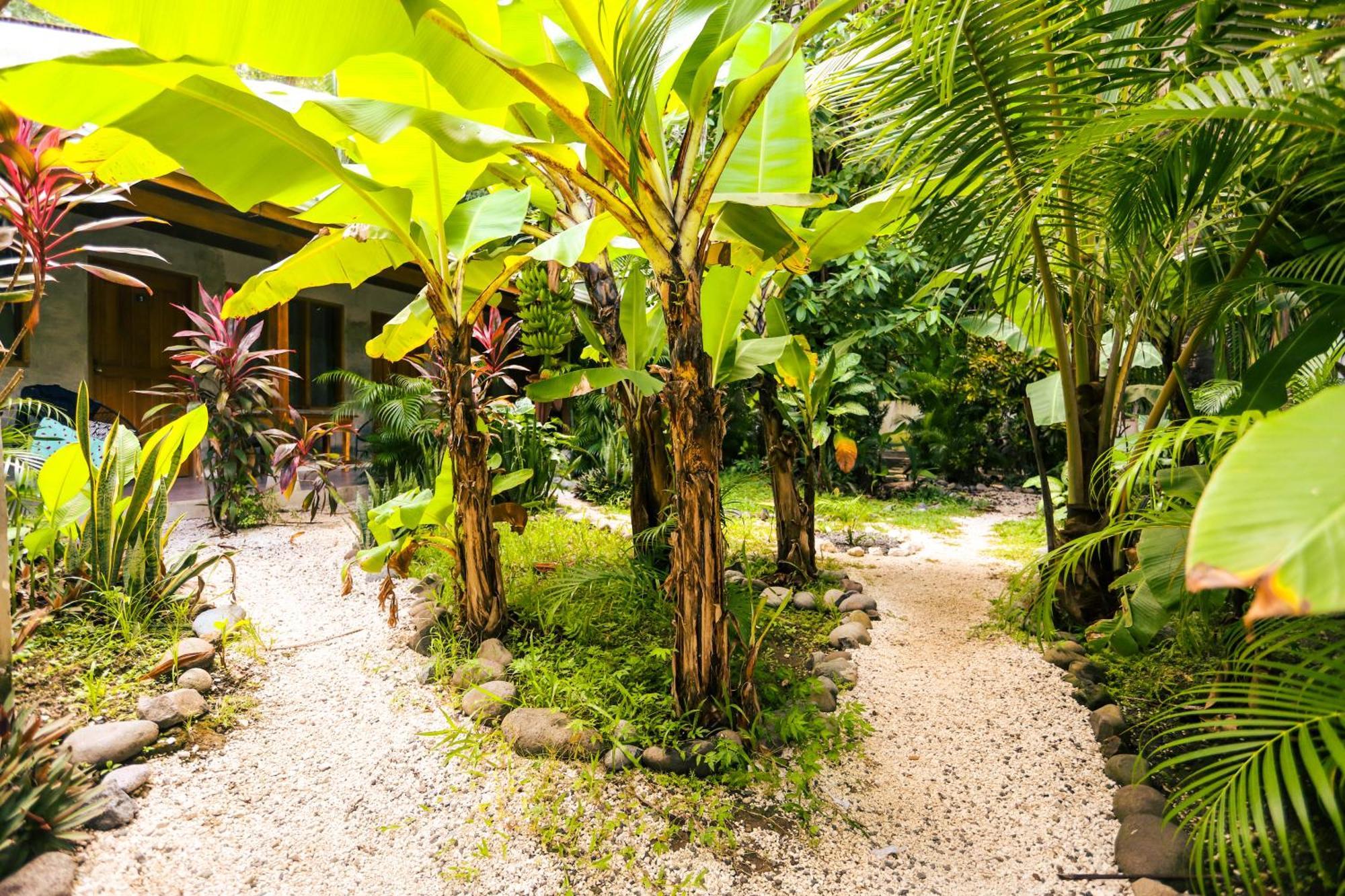 Cabinas Playa Surf Hostel Playa Santa Teresa  Экстерьер фото